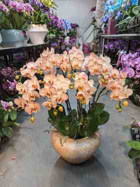 马卡龙小蝴蝶兰橘色10支GH