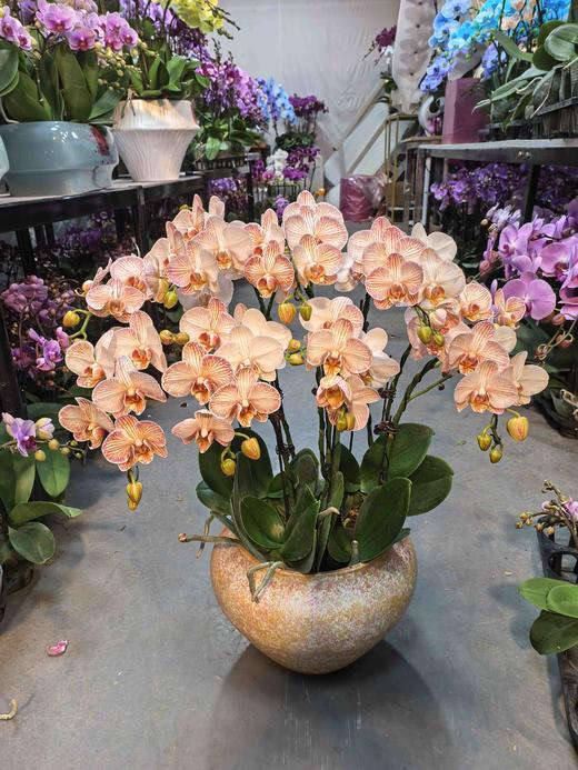 马卡龙小蝴蝶兰橘色10支GH 商品图0