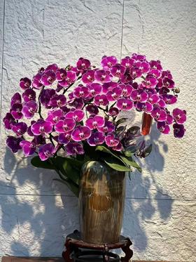 高端定制豪华蝴蝶兰盆栽美少女12支