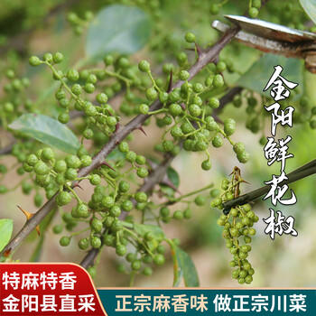 爱蜀味【四川产地】红花椒120g 袋装大红袍花椒 特麻麻椒 源头直发 包邮 /粮油调味 /调味品 /基础香辛料 商品图1