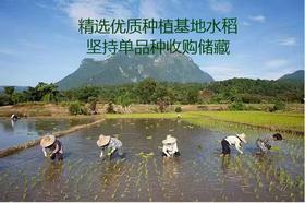 云南曲靖会泽馨润泽小香米，4.5kg/袋