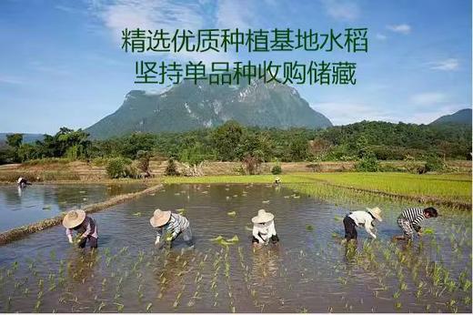 云南曲靖会泽馨润泽小香米，4.5kg/袋 商品图0