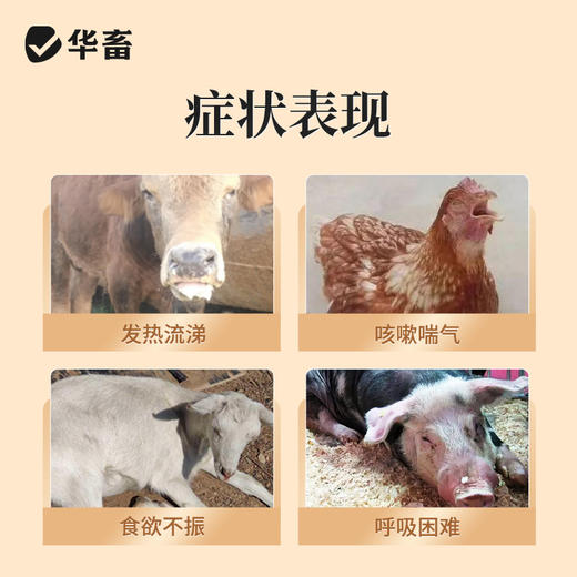 鱼腥草粉兽用消炎清热解毒猪牛羊开胃禽鸡鸭鹅用呼吸道饲料添加剂 商品图1