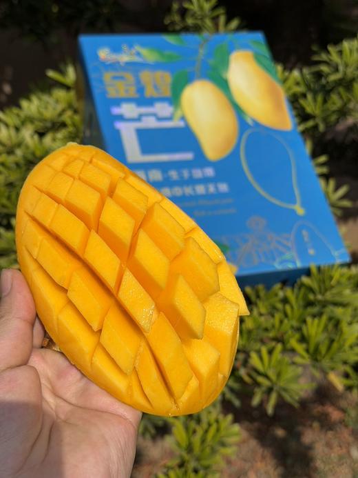 海南金煌芒【ABDY1】 商品图1