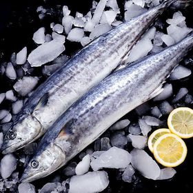 【渤海湾鲅鱼】新鲜捕捞大鲅鱼马鲛鱼渤海燕尾鲐鲅鱼