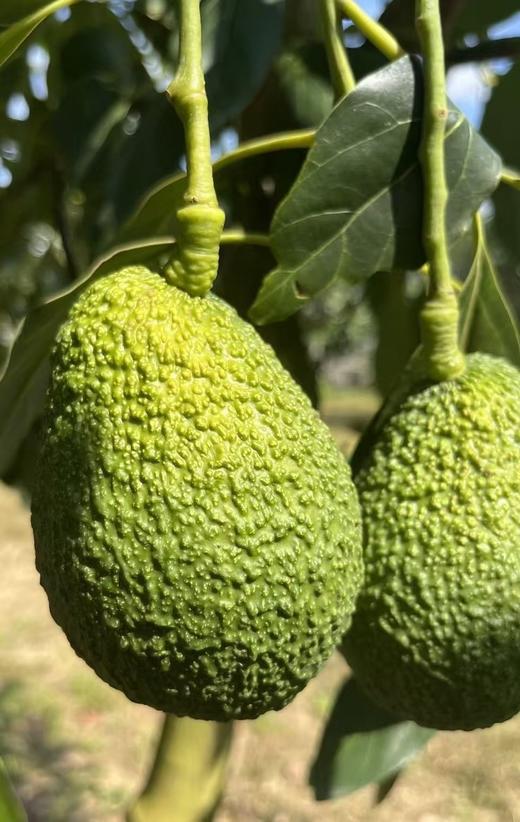 云南孟连牛油果 商品图3