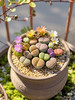 【绿植现货】生石花15.9（现货，下单即可到店自提） 商品缩略图1