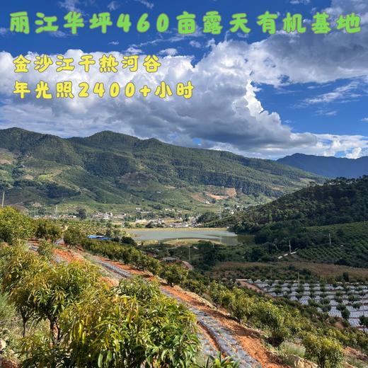 有机露天草莓西红柿||3斤（云南楚雄  厚道缘有机农场) 商品图7