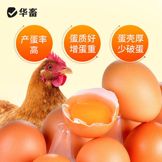 华畜鱼肝油兽用鸡鸭鹅禽用增蛋宝多种维生素ade粉芦丁鸡提高产蛋 商品图3