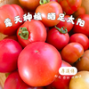 有机露天草莓西红柿||3斤（云南楚雄  厚道缘有机农场) 商品缩略图1