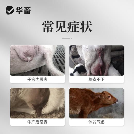 华畜兽药 益母生化散500g 活血化瘀 温经止痛 产后康复保健 活血祛瘀 马牛羊猪用 商品图1