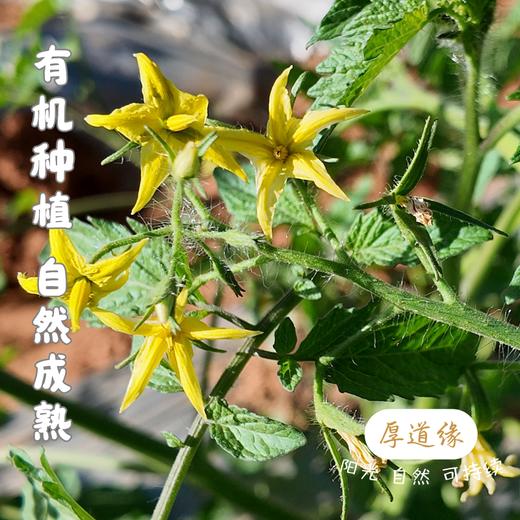 有机露天小番茄||750g/1500g(云南楚雄  厚道缘农场) 商品图5