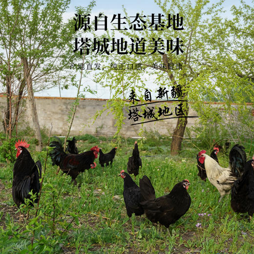 额雁·新疆塔城果木熏鸡0.8-1.2kg /只 产地直发 香而不腻 商品图3