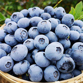 【当季采摘❗️脆甜爆汁】蓝莓新鲜水果当季蓝梅鲜果摘高山怡颗孕妇大果整箱。jc
