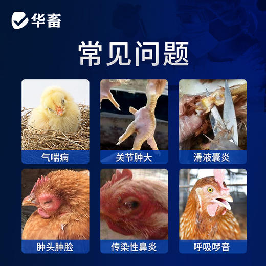 【积分兑换】华畜10%恩诺沙星可溶性粉 黄白痢 支原体感染 进口溶剂 吸收更好猪牛禽水产通用 商品图2