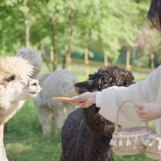 【星品驾到 | 旅居专享 | 周末不加价 | 赏花】安徽齐云山 | 齐云山白岳度假酒店旅居套餐，到手价499起/单人3晚，2人起订，入住景区官方酒店，徽式乡村画境推窗即见，逍遥游仙山~ 商品图9