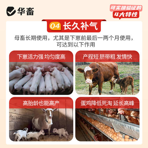 华畜 石头蛋 蛋多蛋大硬度高品质好 商品图1