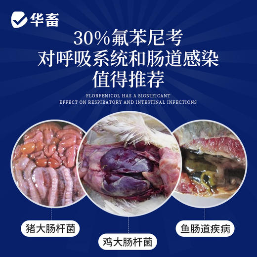 华畜30%氟苯尼考可溶性粉 气喘咳嗽 肺炎呼吸道药 进口溶剂 吸收更好 猪牛羊鸡药 商品图1