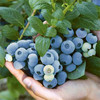 【当季采摘❗️脆甜爆汁】蓝莓新鲜水果当季蓝梅鲜果摘高山怡颗孕妇大果整箱。jc 商品缩略图1