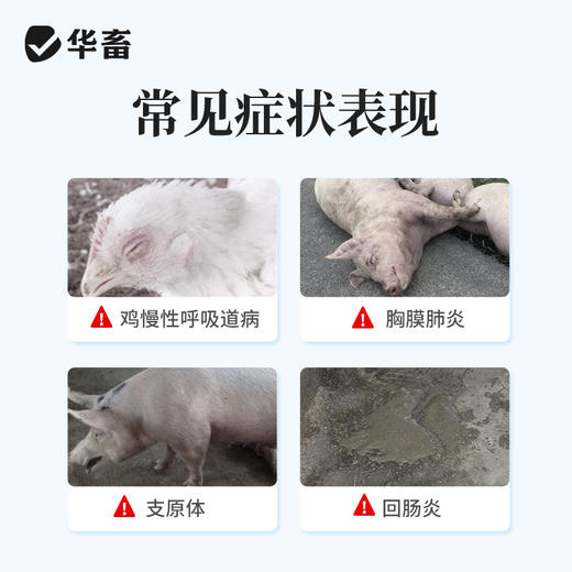 【积分兑换】华畜兽药 20％酒石酸泰万菌素预混剂 蓝耳病 回肠炎 兽用支原体感染 鼻炎呼吸道 商品图1