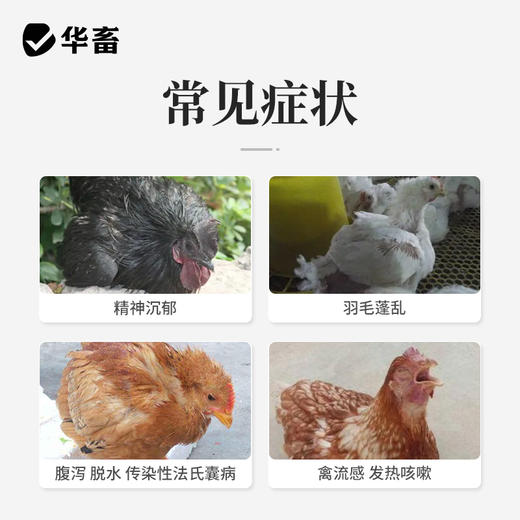 华畜扶正解毒散2斤装 扶正祛邪 清热解毒 增免疫 禽药抗病毒 商品图1