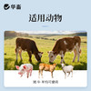 华畜恩诺沙星注射液10ml*10支 拉稀痢疾黄白痢肺炎咳喘 猪牛羊用 商品缩略图2