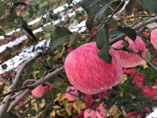 【自营】陇原特产甘肃静宁苹果 昼夜温差积累糖 脆嫩无渣好口感 商品图2