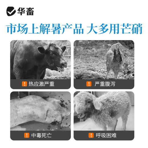 华畜冰爽VC 加醋冒泡才是真解暑 禽畜孕畜通用 商品图1