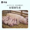 【整吨更优惠】华畜4%妊娠母猪预混料 补充营养防止便秘 商品缩略图2