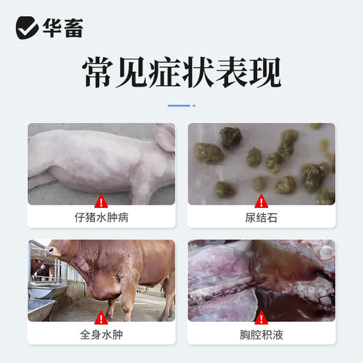 华畜呋塞米注射液10ml*10支 仔猪水肿 尿结石 胸腔积液 商品图1