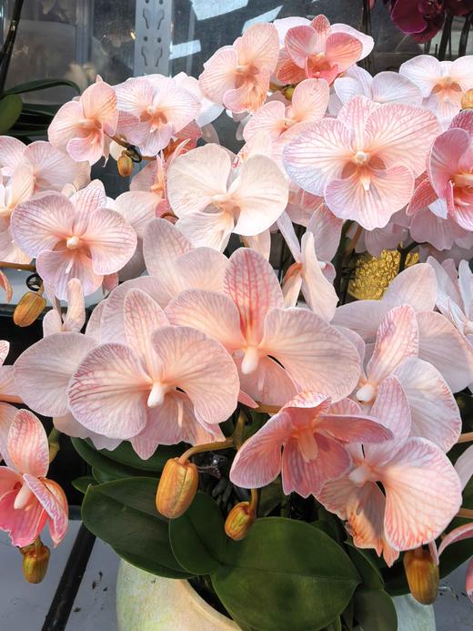 马卡龙小蝴蝶兰橘色10支GH 商品图3