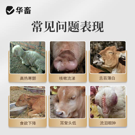 华畜荆防败毒散感冒流感兽用清瘟解毒中药扶正猪牛羊鸡鸭正品兽药 商品图1
