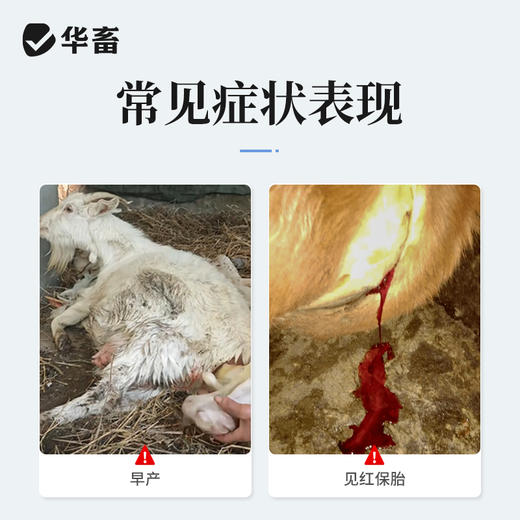 华畜 黄体酮注射液10支 性激素类药 用于预防流产 安胎保胎 抑制发情排卵 马牛羊猪用 商品图1