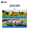 华畜兽药硫酸安普霉素可溶性粉兽用正品猪鸡拉稀抗菌消炎大肠杆菌 商品缩略图3