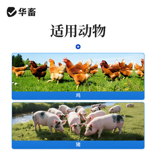 华畜兽药硫酸安普霉素可溶性粉兽用正品猪鸡拉稀抗菌消炎大肠杆菌 商品图3