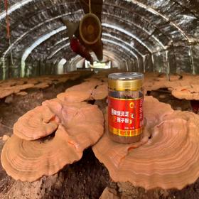 【吉供优选】破壁灵芝孢子粉【保健食品批号】95g