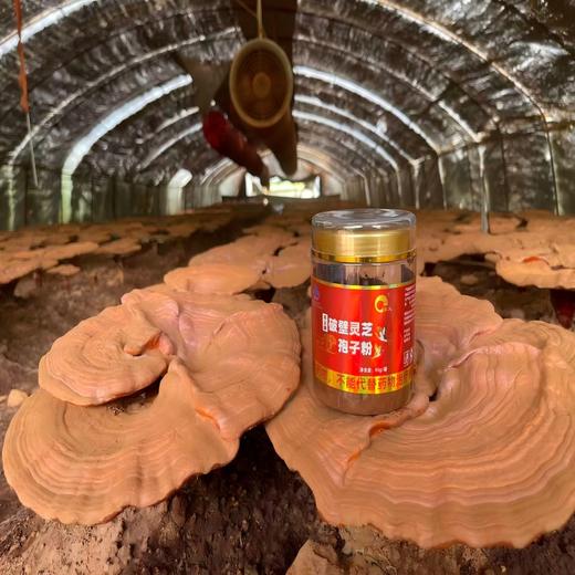 【吉供优选】破壁灵芝孢子粉【保健食品批号】95g 商品图0