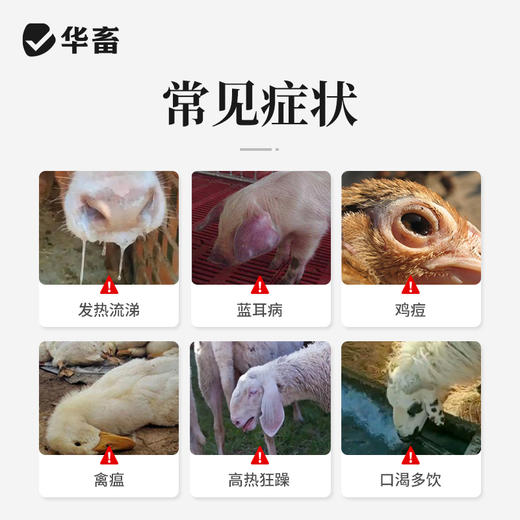 【积分兑换】国标中药 清瘟败毒散 商品图1