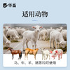 华畜兽药 复方氨基比林注射液 抗风湿解热镇痛 猪牛羊马用 商品缩略图2
