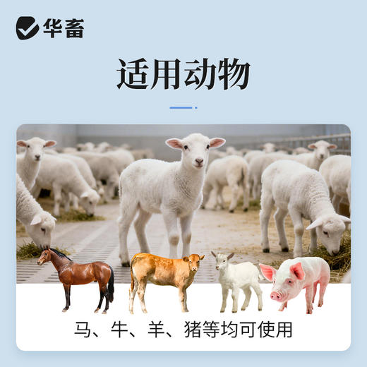 华畜兽药 复方氨基比林注射液 抗风湿解热镇痛 猪牛羊马用 商品图2