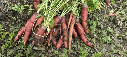 [推荐] 蔬菜合拼、无农药化肥，酵素种植 // 知闲农场 商品图3