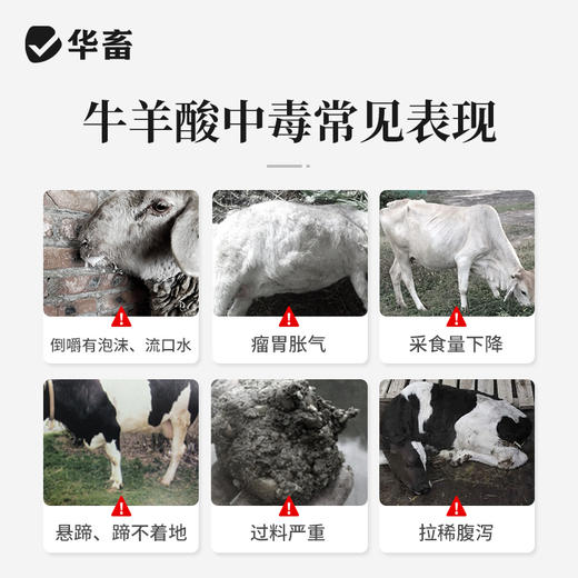 华畜 排酸解毒宝1kg 牛羊瘤胃 胀气  过料严重 采食量下降 拉稀腹泻 商品图2