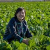 丨有机丨青岛胶州大白菜 生食甘甜清脆 熟食风味甘美  地理标志 商品缩略图7
