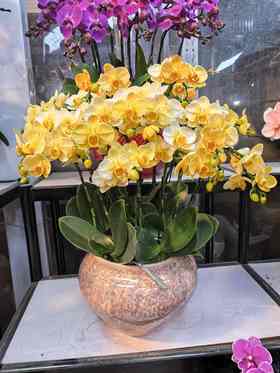 马卡龙小蝴蝶兰王子10支GH