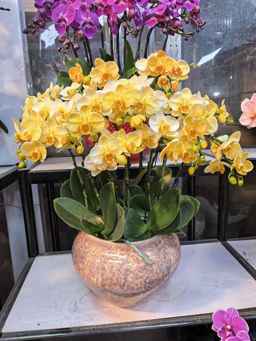 马卡龙小蝴蝶兰王子10支GH 商品图0