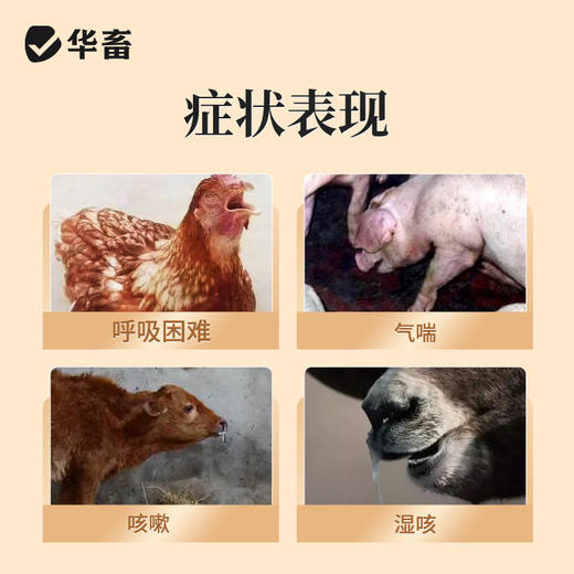 华畜甘草颗粒500g 祛痰止咳清肺平喘 升级款大包装  禽畜通用呼吸道药 商品图1