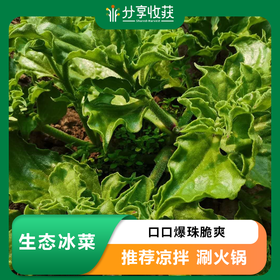 生态冰菜 | 爆珠脆爽 | 石嫣农场 * Crystalline Ice Plant | Self-Produced