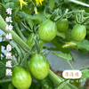 有机露天小番茄||750g/1500g(云南楚雄  厚道缘农场) 商品缩略图6
