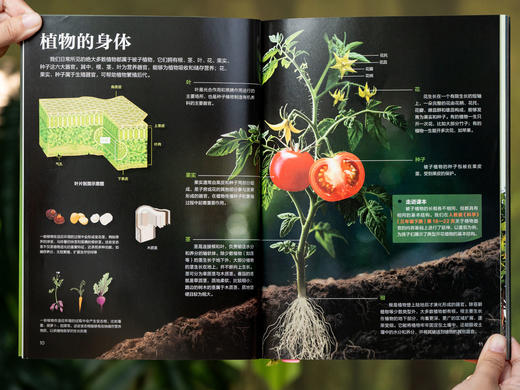 《课本里的图解百科》（8册）|紧扣课本，跨学科联动，1000+知识创意图解，孩子爱读、学得深、记得牢，轻松培养孩子综合思维 商品图9