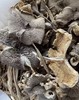 苍耕洱作野生干鸡枞100g 商品缩略图6